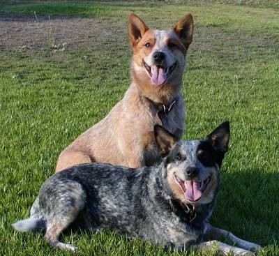 el figo es red heeler la blue heleer es la jacky su noviaj jajaja el figo es red heeler la blue heleer es la jacky su noviaj jajaja